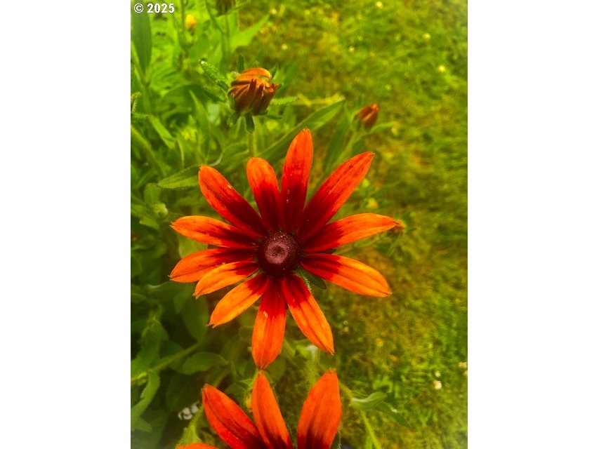 212 Northwest 5th Avenue John Day, OR 97845 - Photo 35 of 38 a view of a small yard