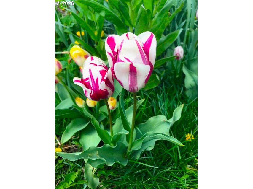 212 Northwest 5th Avenue John Day, OR 97845 - Photo 38 of 38 a view of a flower in a garden