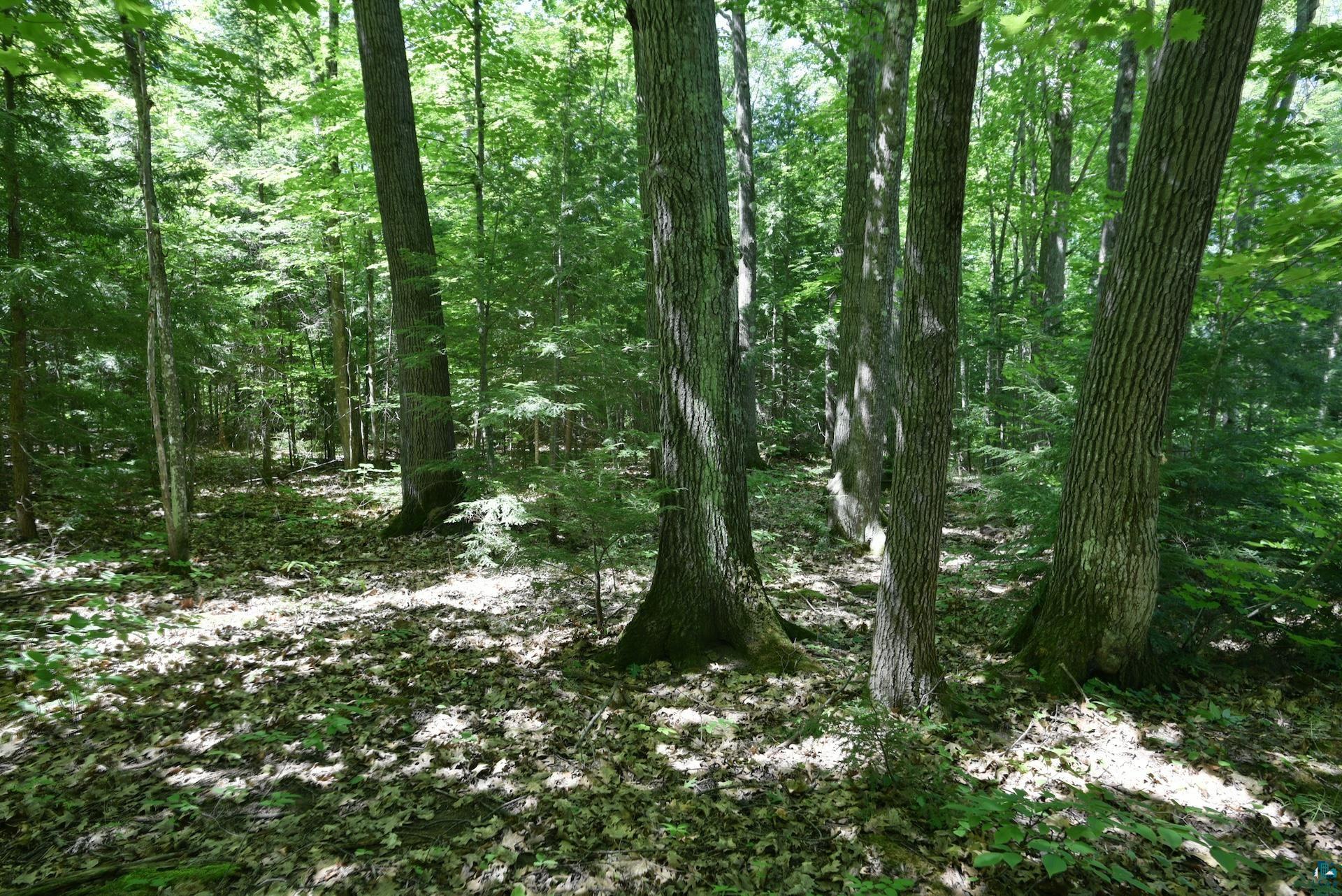77545 West Maple Hill Road Washburn, WI 54891 - Photo 27 of 31