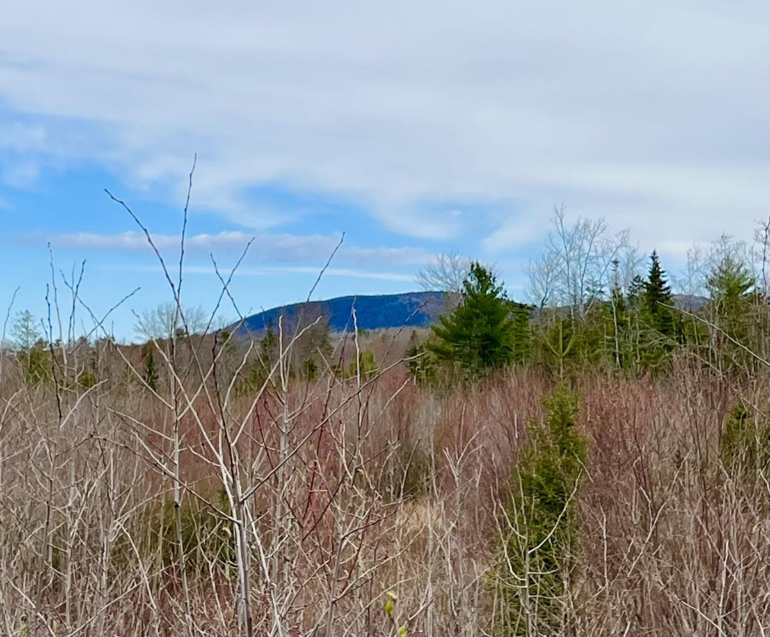 19 Aspen Lane Sullivan, ME 04664 - Photo 4 of 16 Land with mountain view