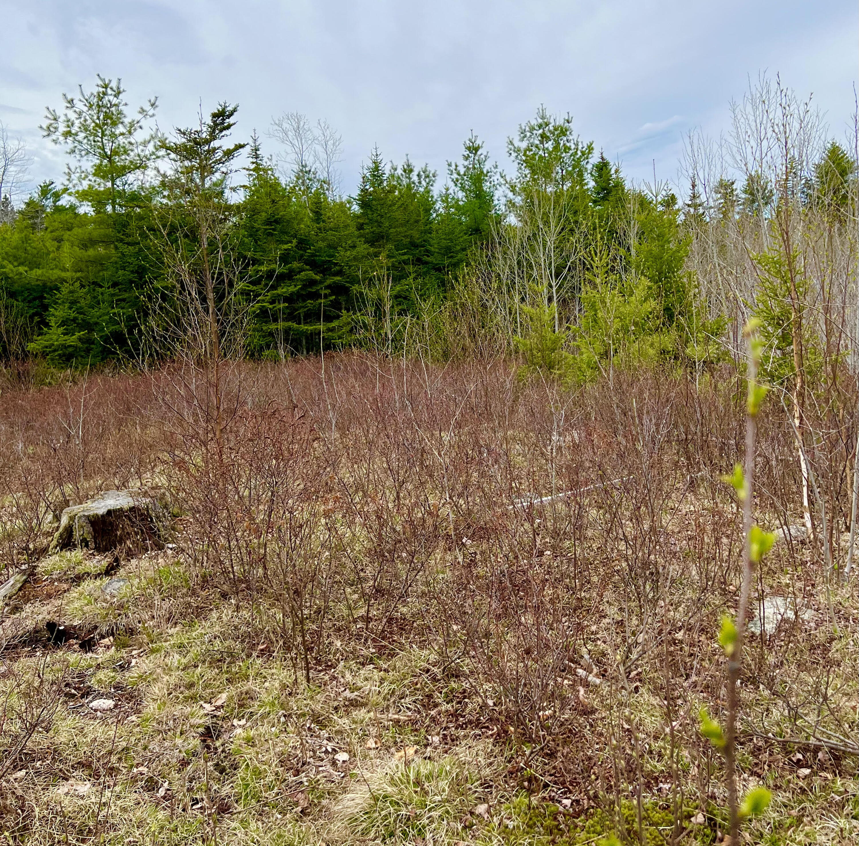 19 Aspen Lane Sullivan, ME 04664 - Photo 5 of 16 Land