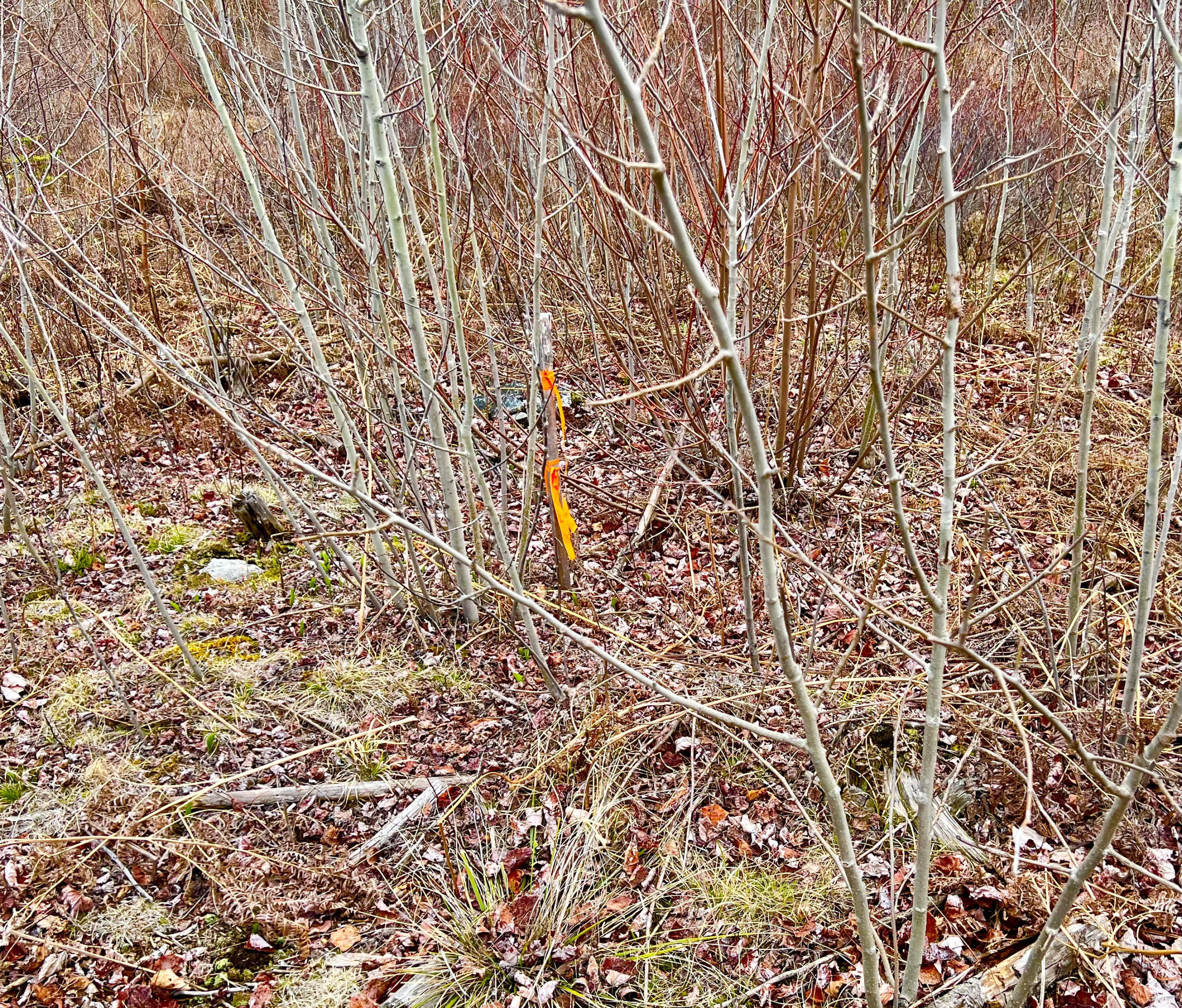 19 Aspen Lane Sullivan, ME 04664 - Photo 7 of 16 Septic test pit area
