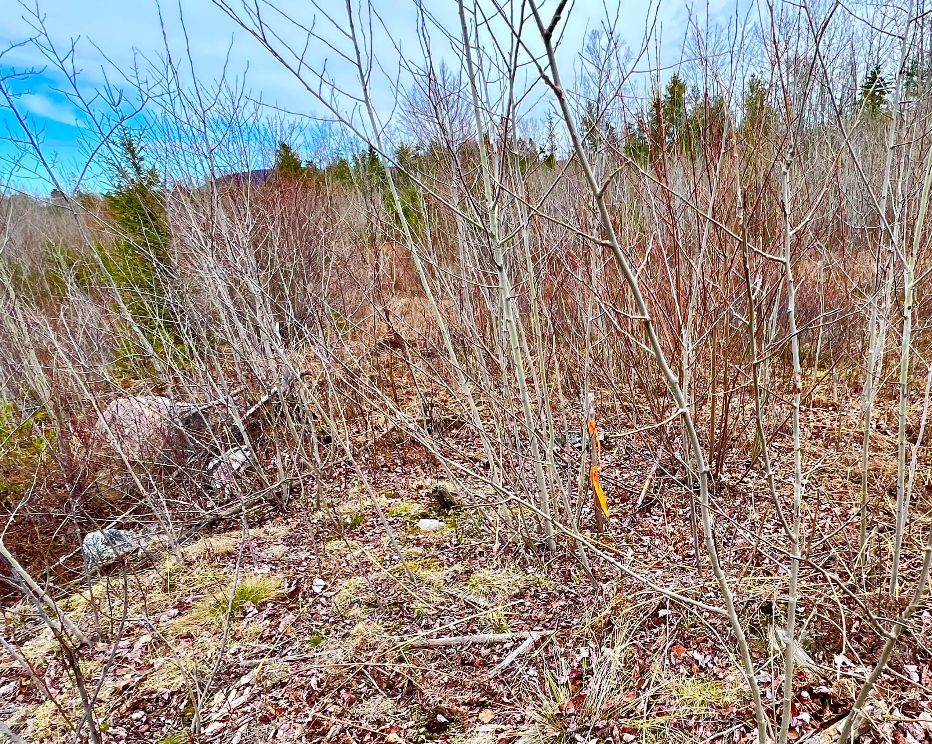 19 Aspen Lane Sullivan, ME 04664 - Photo 8 of 16 Septic test pit area