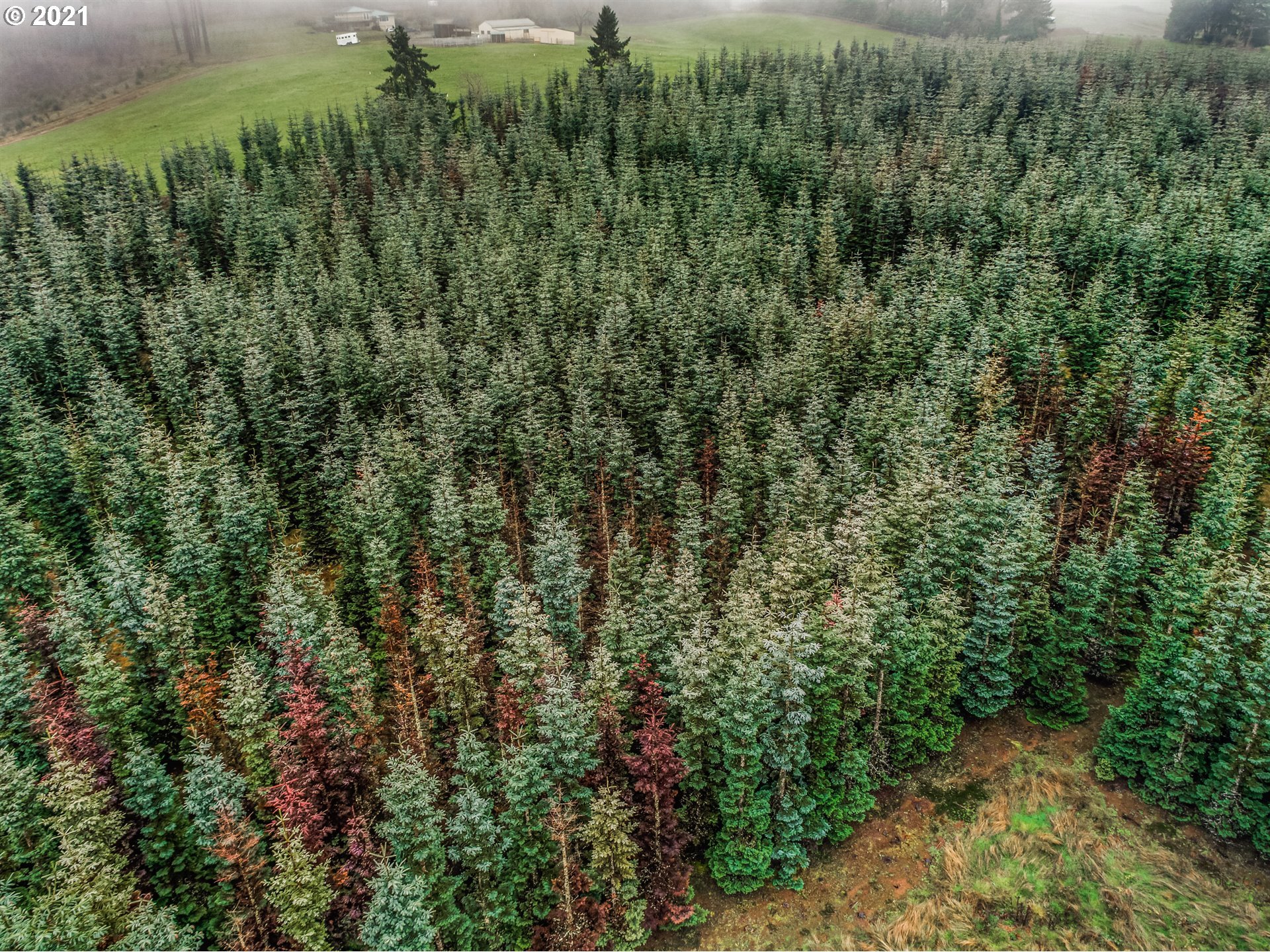 17092 South Carus Road Beavercreek, OR 97004 - Photo 27 of 32 a view of a forest with a houses