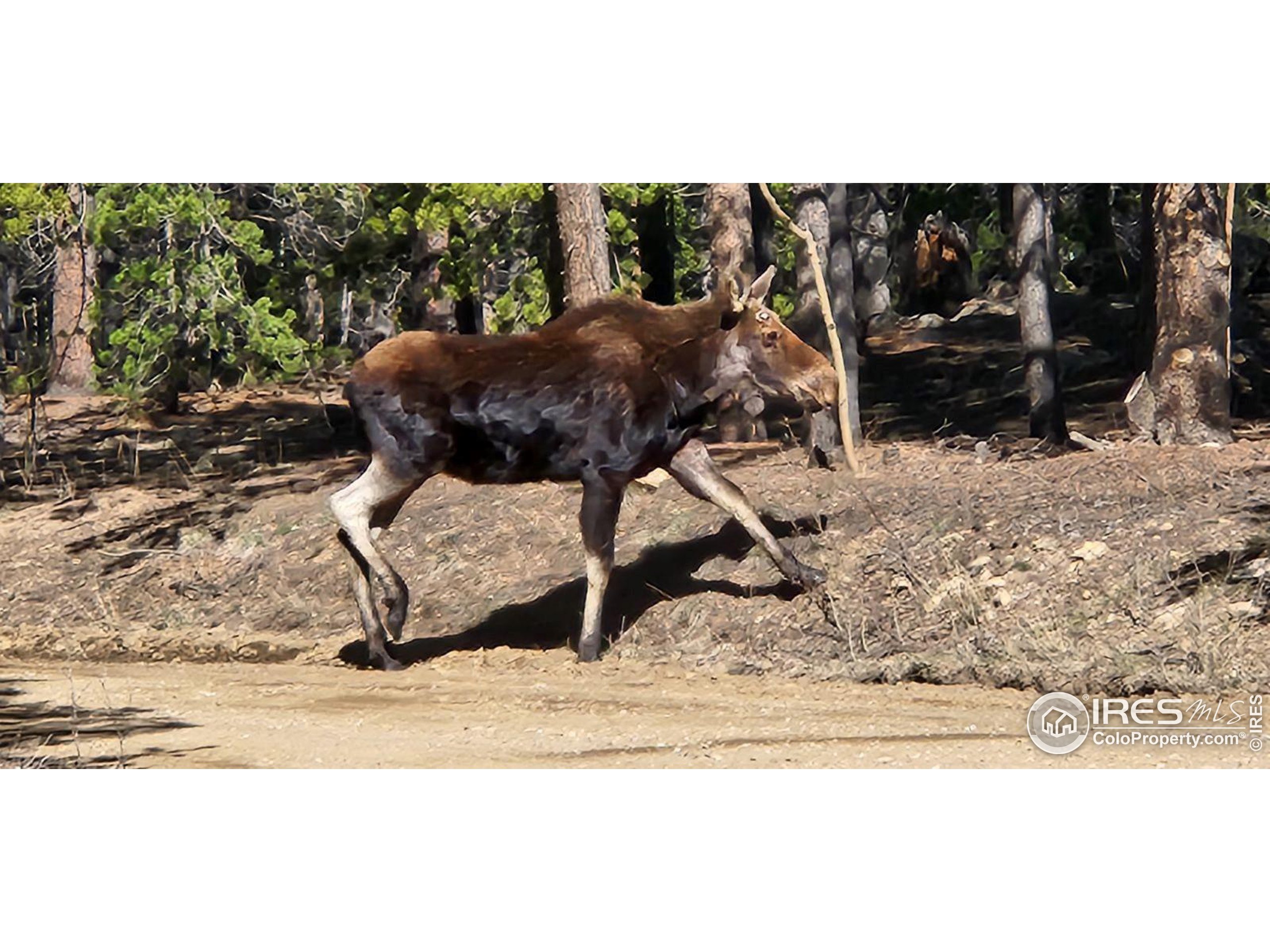 2420 Big Owl Road Allenspark, CO 80510 - Photo 33 of 40 a view of entryway and hall