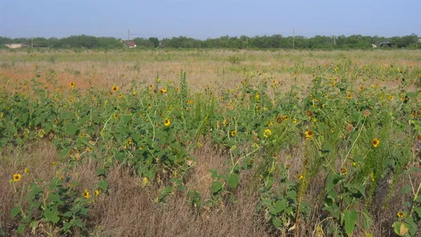 a view of a lake with a mountain in the background