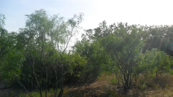a view of a forest with a tree