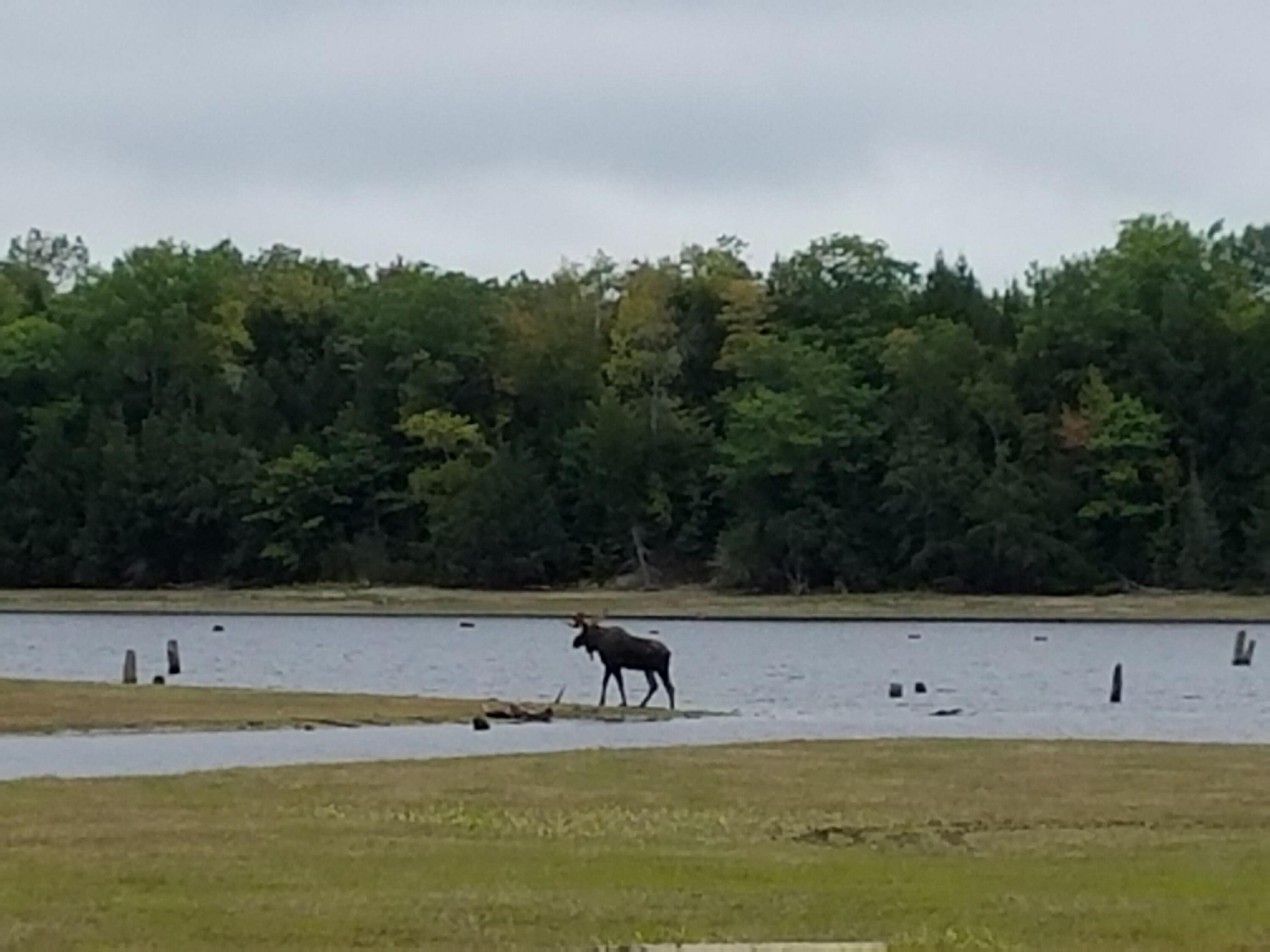 95 Silsby Road Mariaville, ME 04605 - Photo 70 of 87 Moose