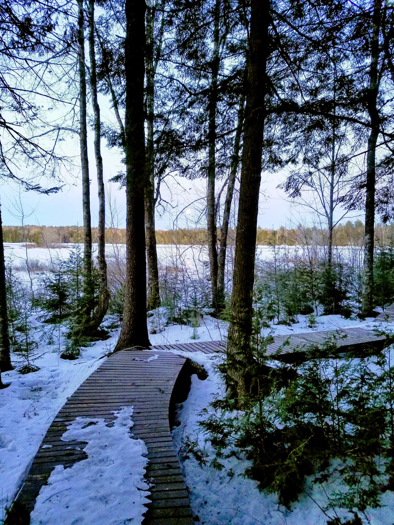 95 Silsby Road Mariaville, ME 04605 - Photo 73 of 87 Bog Walk