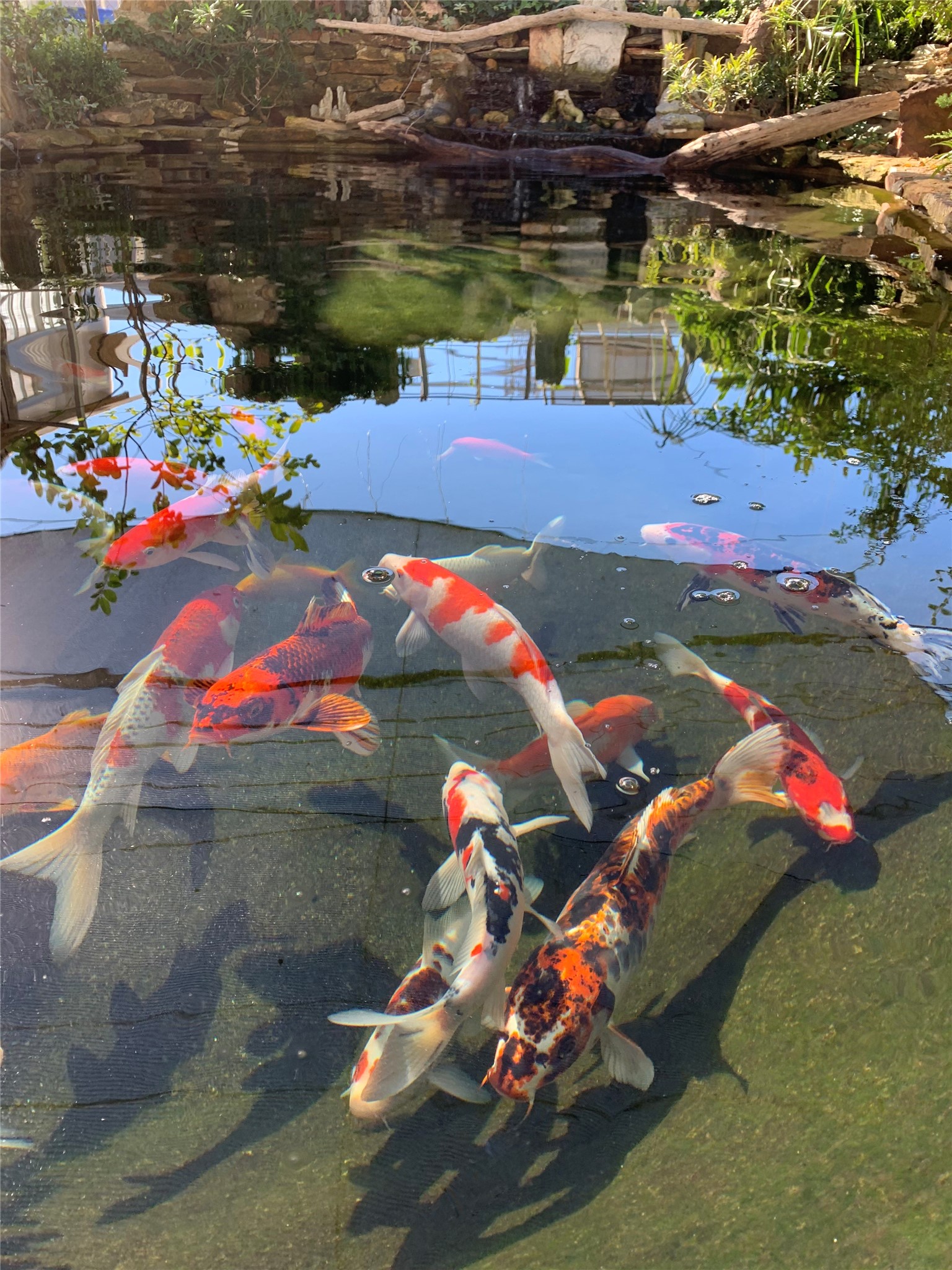6529 Rolla Street Houston, TX 77055 - Photo 26 of 28 The koi pond before it was drained.