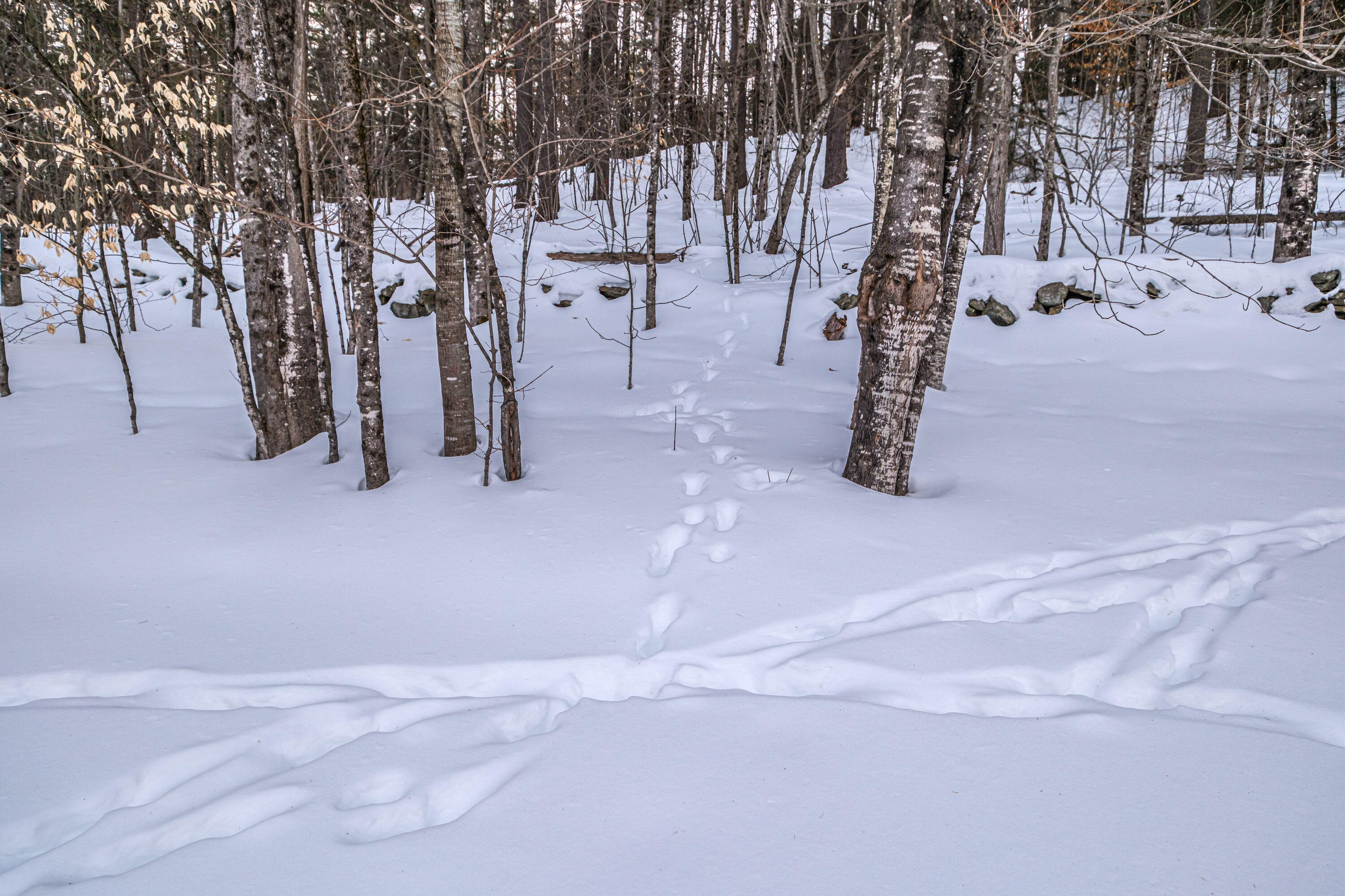 234 Buckfield Road Hebron, ME 04238 - Photo 52 of 59 20260210gp-60087