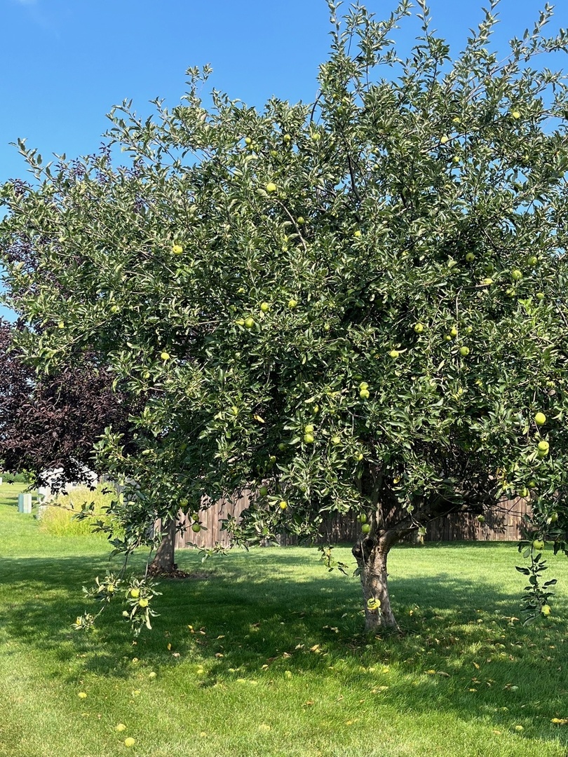 1807 Sunset Lane Morris, IL 60450 - Photo 38 of 42