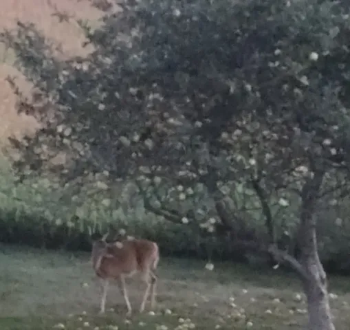 a view of a yard in a forest