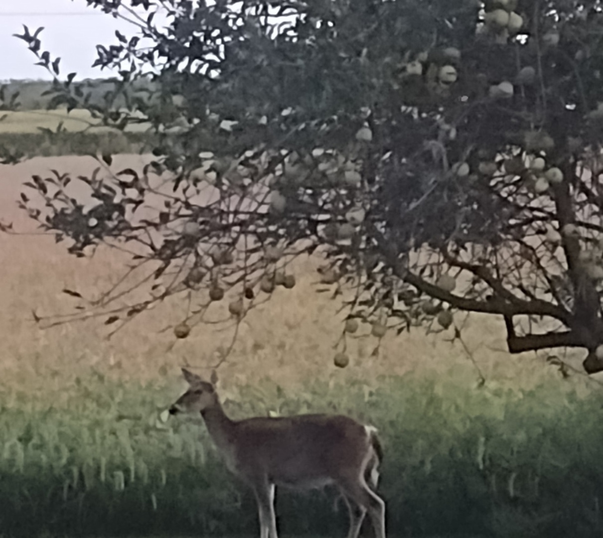 1807 Sunset Lane Morris, IL 60450 - Photo 42 of 42