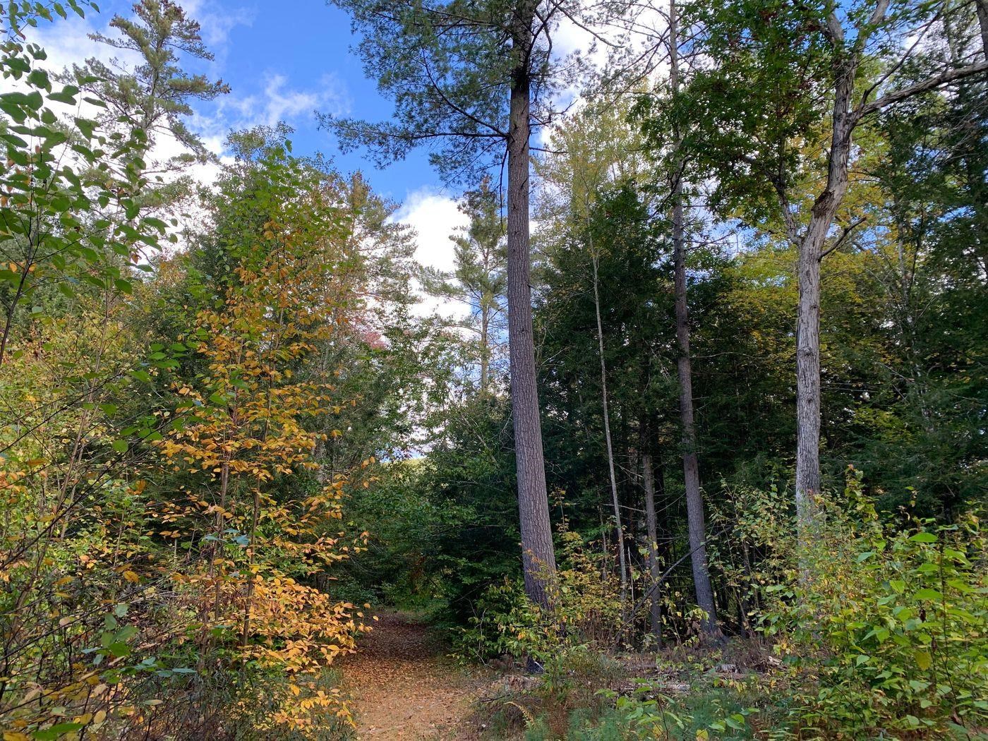 Forest Lake Road Winchester, NH 03470 - Photo 24 of 29