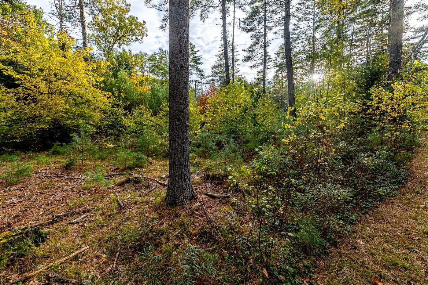 Forest Lake Road Winchester, NH 03470 - Photo 27 of 29