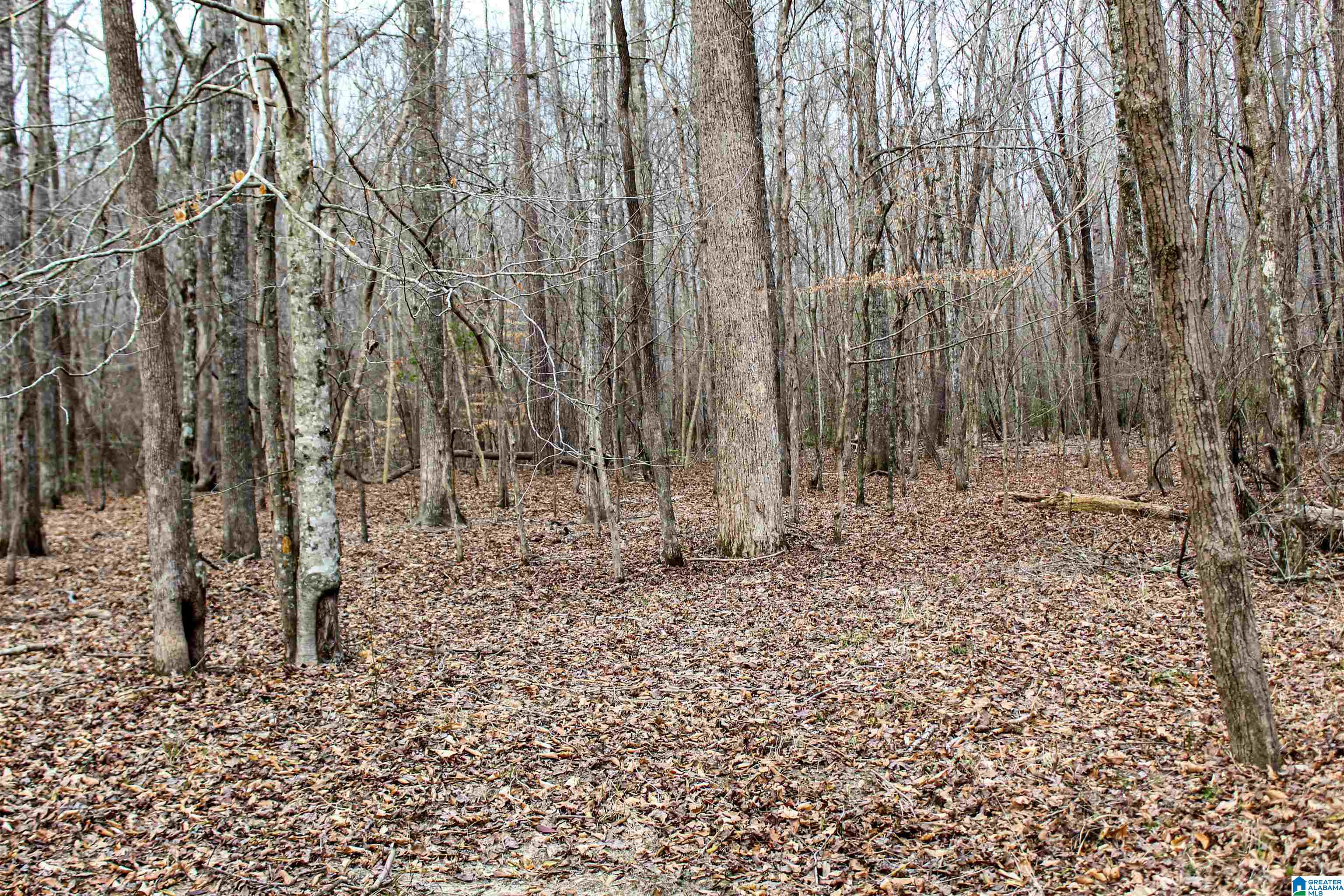 339 County Road Nauvoo, AL 35578 - Photo 42 of 57