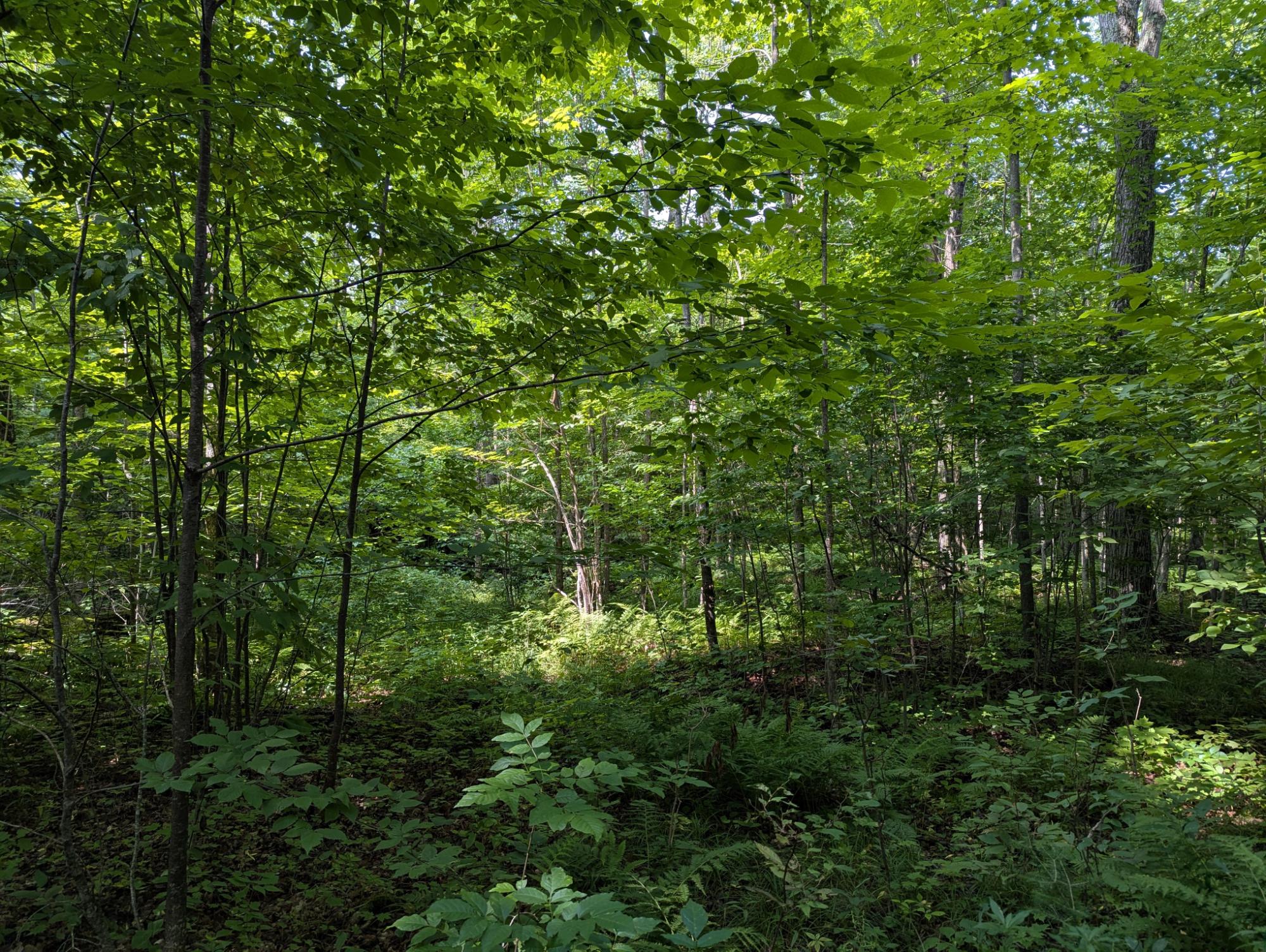 N6683 Aspen Road Phillips, WI 54555 - Photo 11 of 26 Gallery Image 11