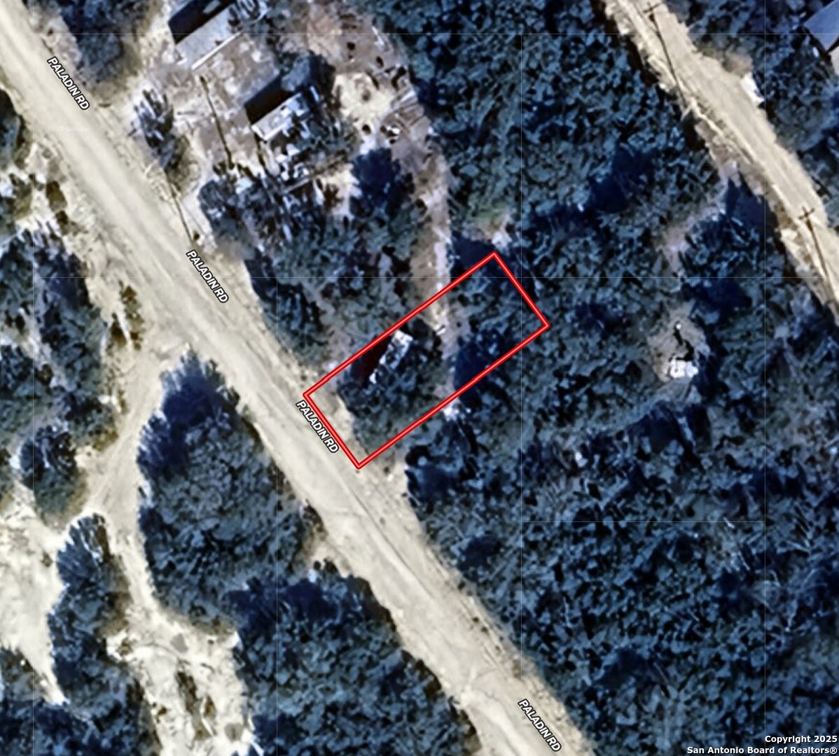 a view of a tree in the forest