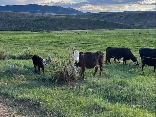 a view of a lake with a yard