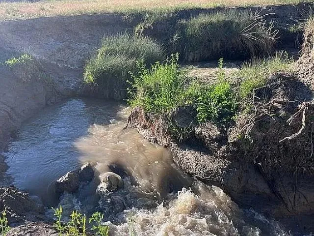 a view of a garden with plants