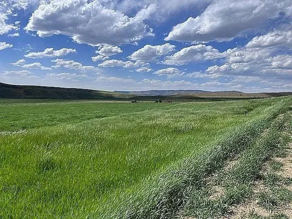 a view of a yard with a house in the background