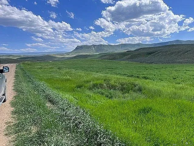 a view of a lush green space