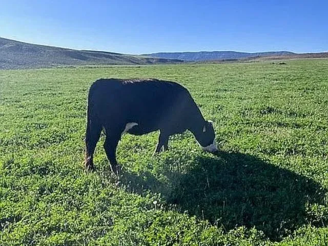 a view of a back yard