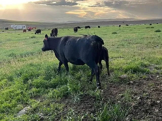 a view of a yard with an outdoor space and hardwood