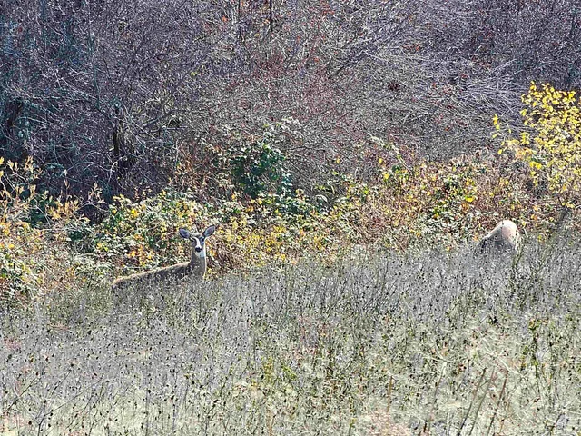 $850,000 | 20044 Orchard Lane, Lenore, ID 83541