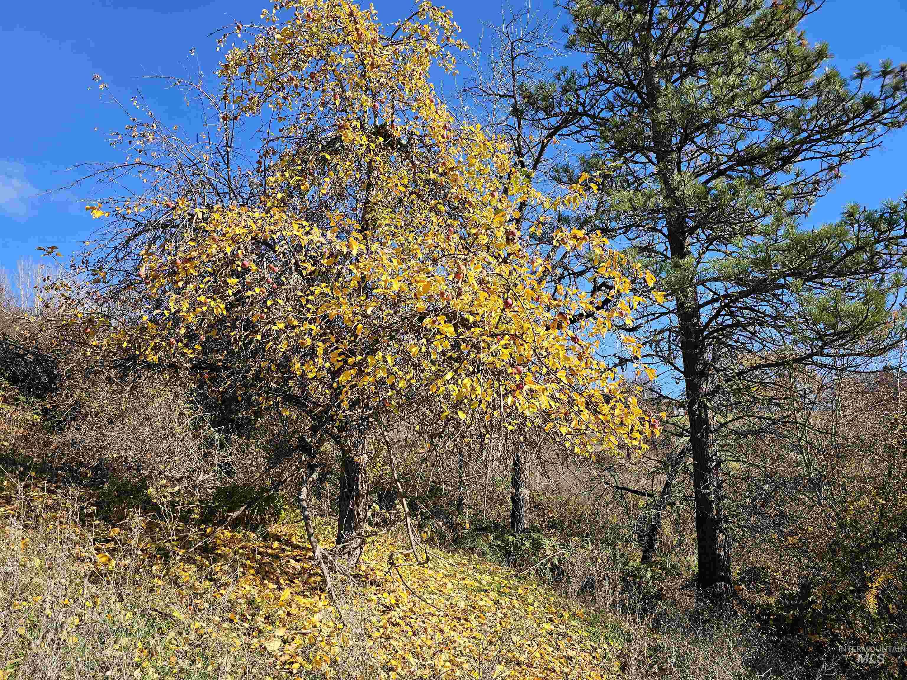 20044 Orchard Lane Lenore, ID 83541 - Photo 41 of 50