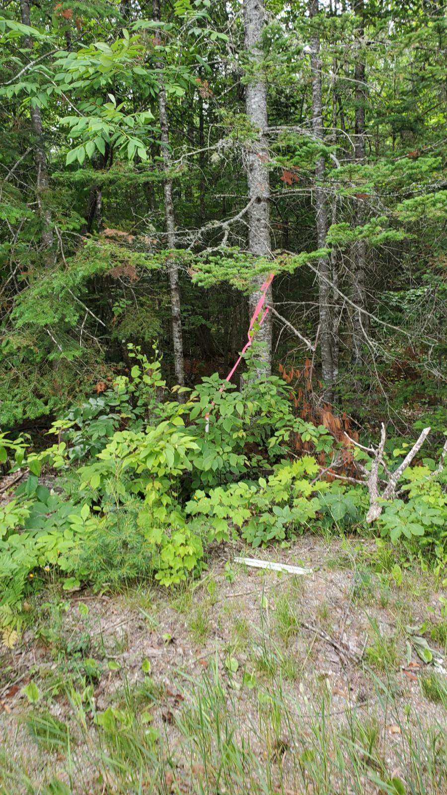 6 Rt 168 Lee, ME 04455 - Photo 5 of 5 20210701_145110