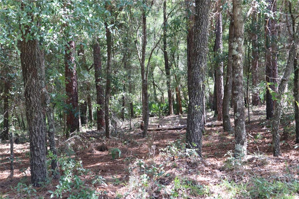 0 Southwest 69th Loop Dunnellon, FL 34432 - Photo 1 of 1 Front view