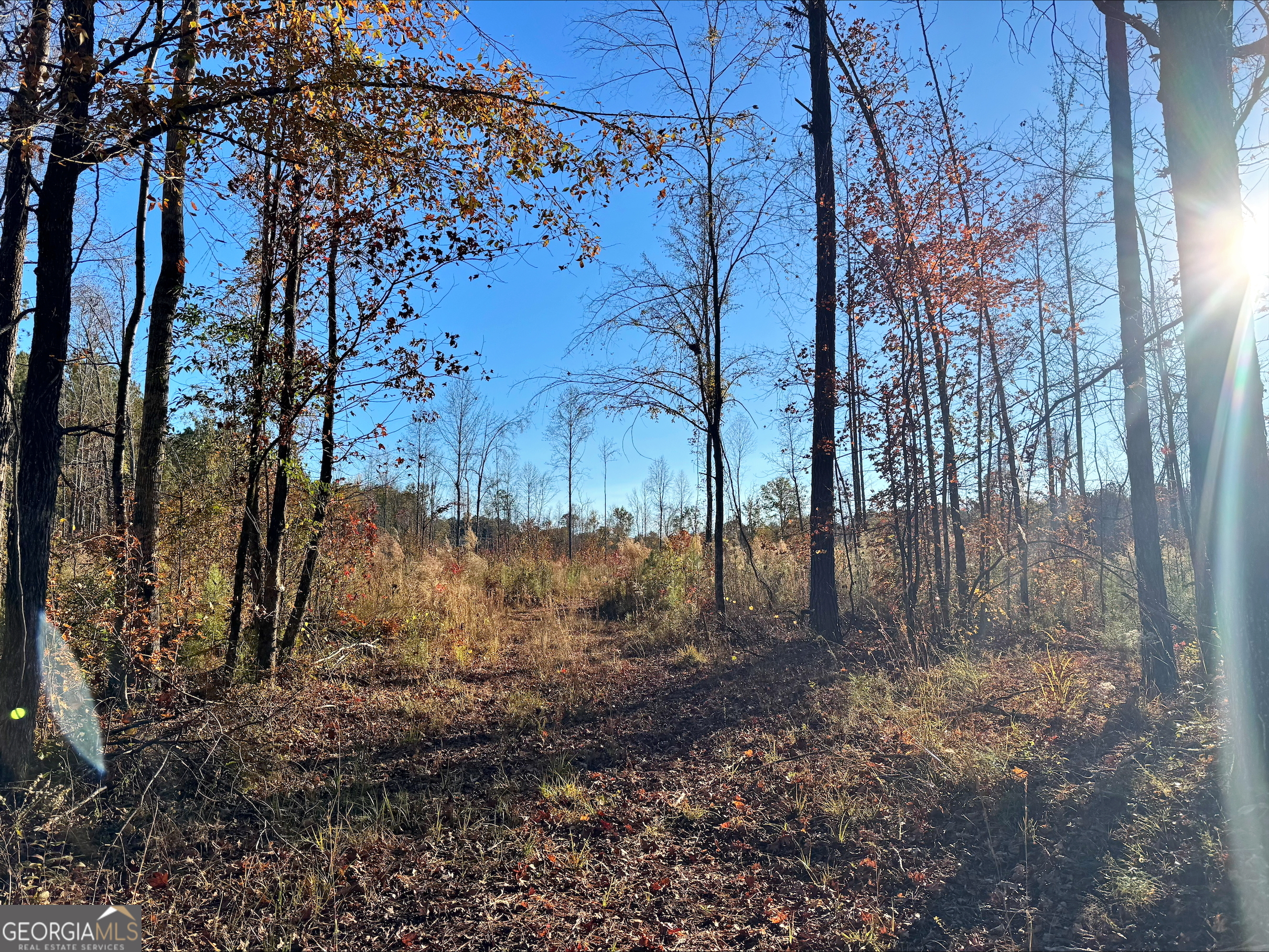 0 County Rd 222 Lanett, AL 36863 - Photo 2 of 5 a view of a yard with trees