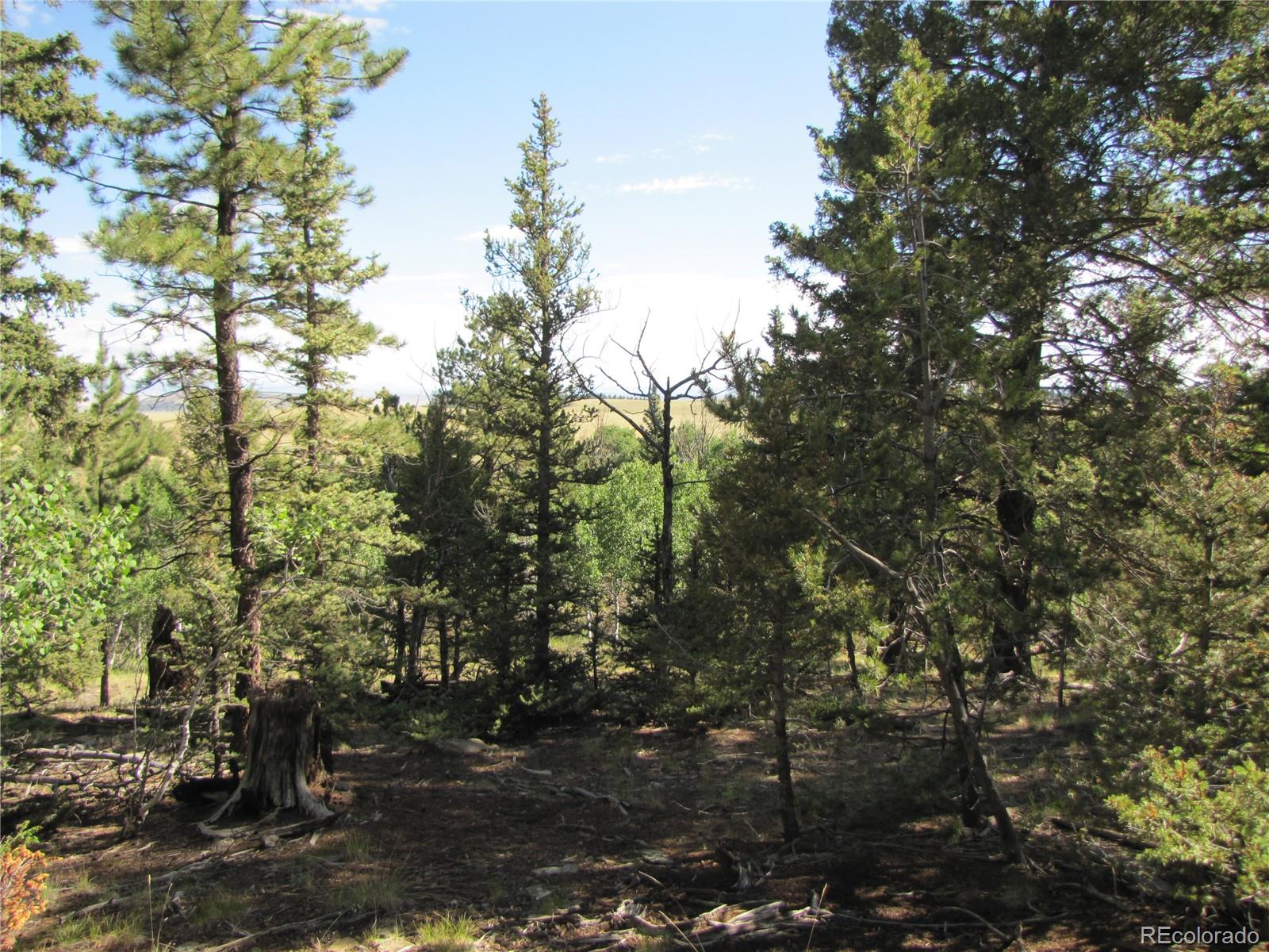 3010 Campfire Road Hartsel, CO 80449 - Photo 14 of 23 a view of a yard with plants and trees