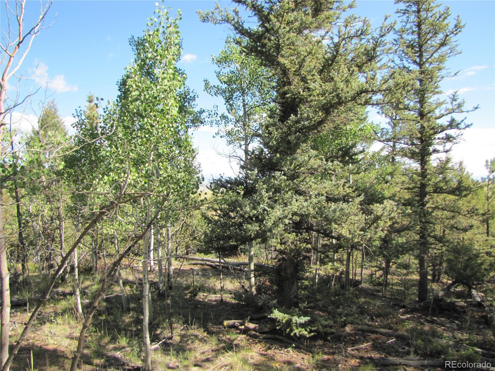 3010 Campfire Road Hartsel, CO 80449 - Photo 3 of 23 a view of a forest with a tree