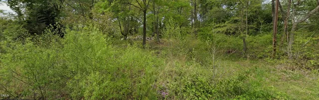 a view of a lush green forest