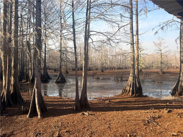 568 Hog Island Road Dry Prong, LA 71423 - Photo 8 of 23