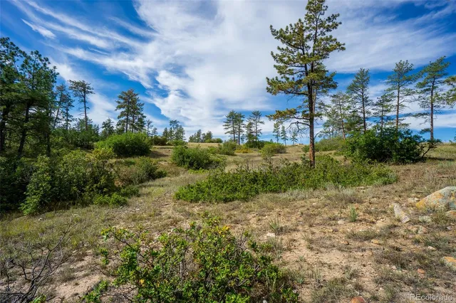 a view of a field with plants and trees