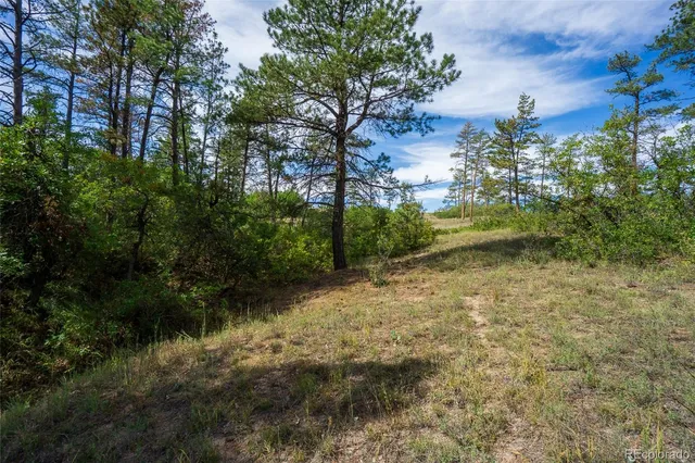a view of a yard with large trees