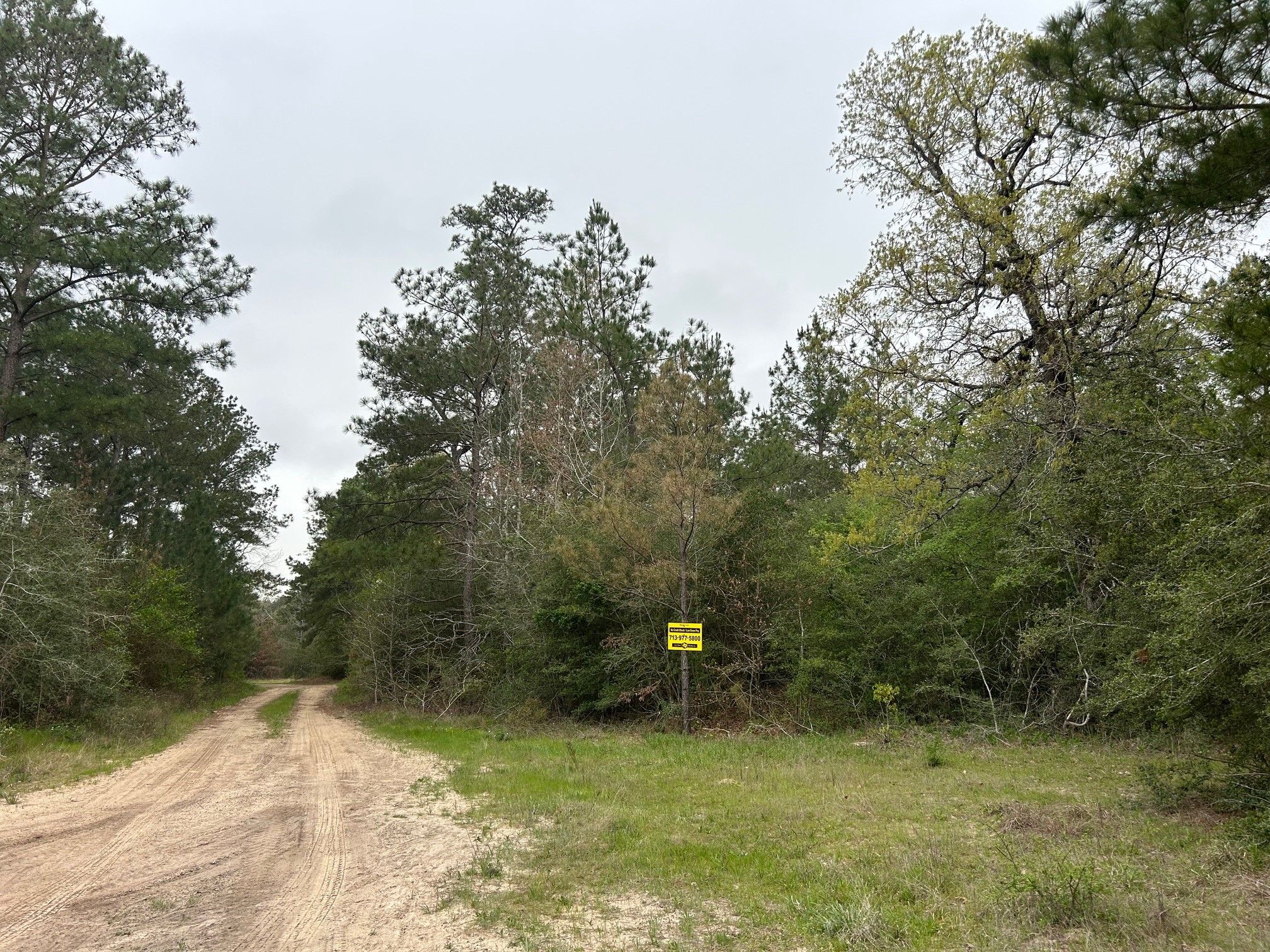 a view of a yard with large trees