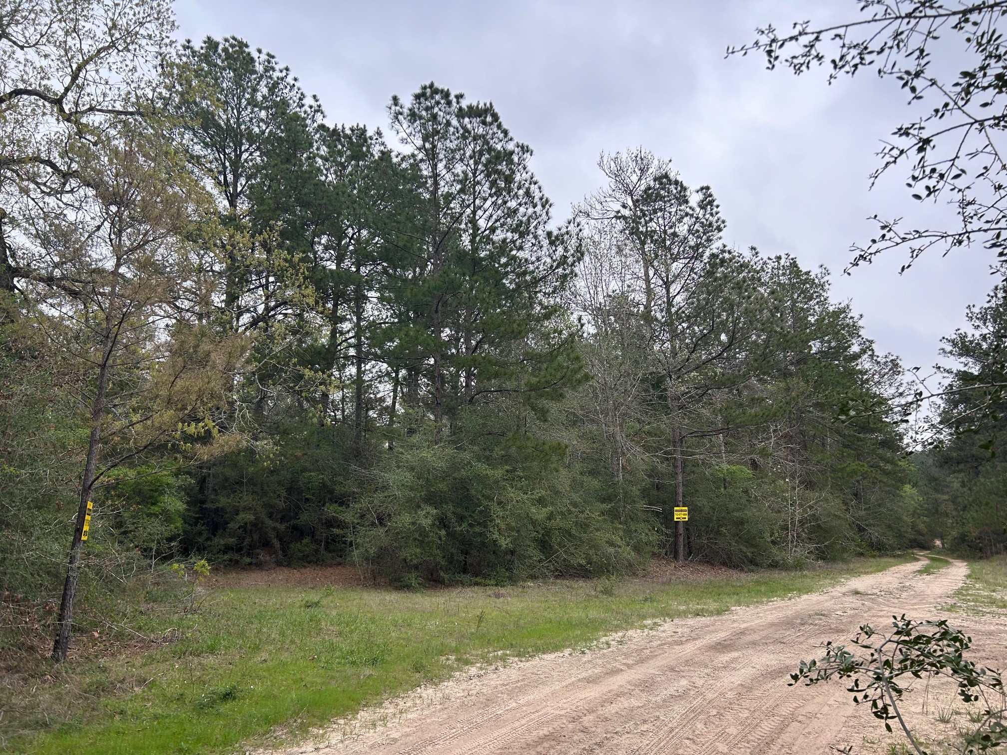 0 Unassigned Name Willis, TX 77378 - Photo 7 of 11 a view of a field with a trees