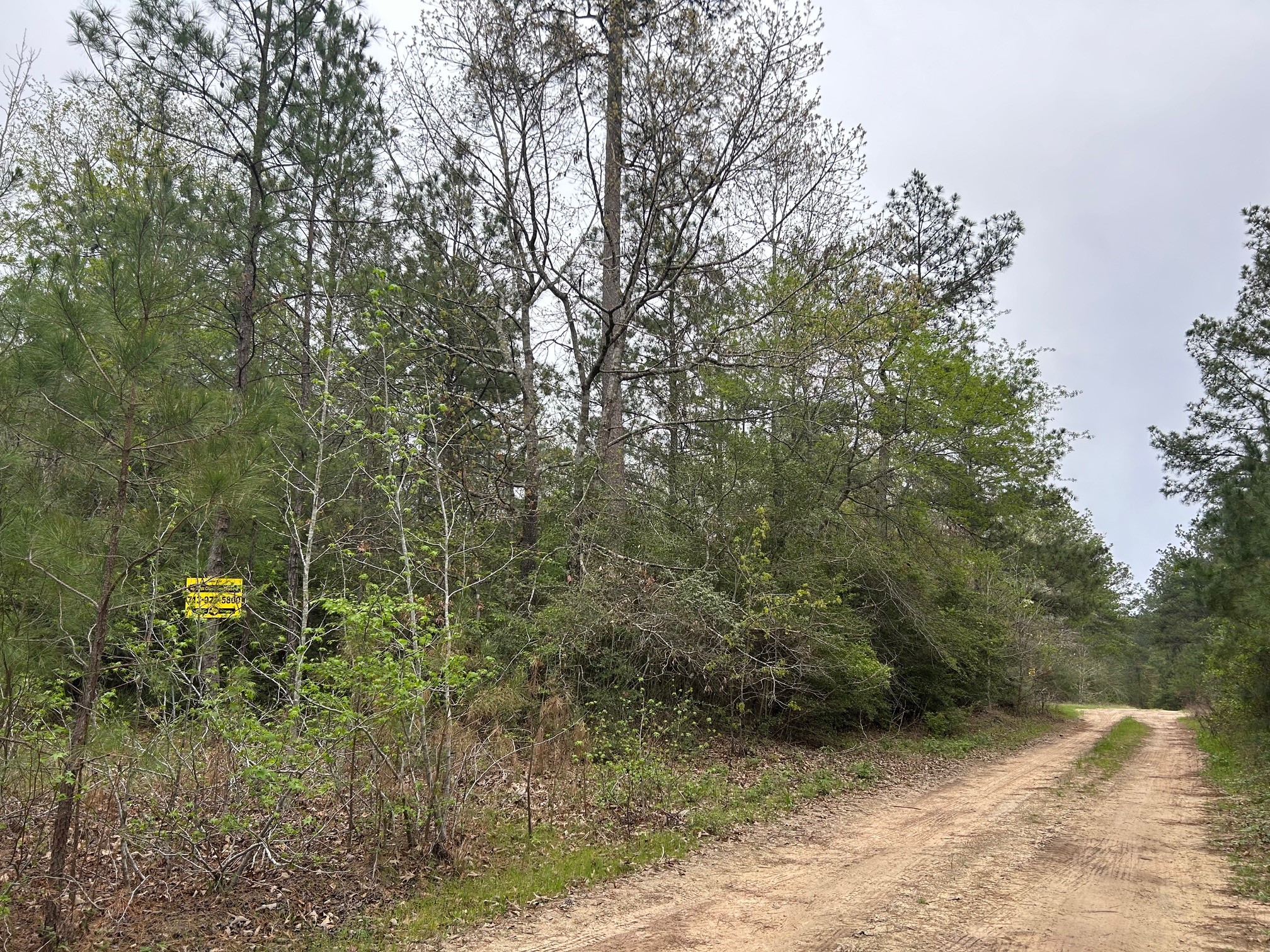 0 Unassigned Name Willis, TX 77378 - Photo 10 of 11 a view of a forest with trees in the background