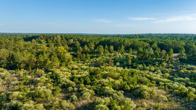 a view of a forest with a tree