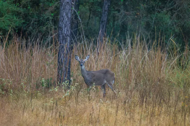 a view of a large yard