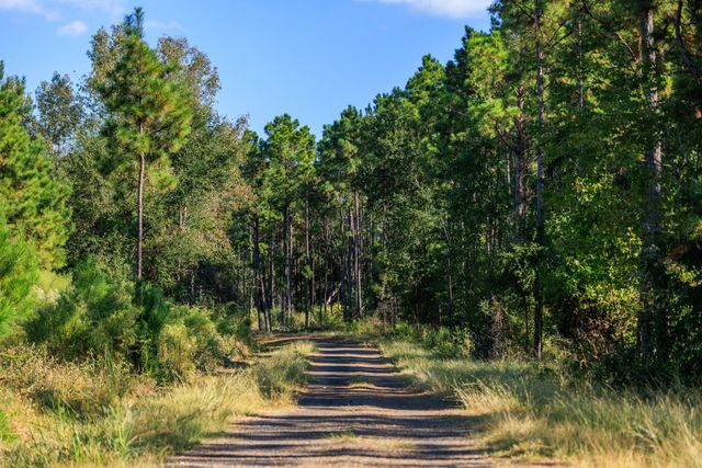 a view of a forest with trees in the background