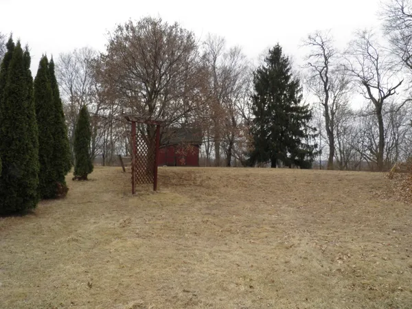 a view of large trees with a dry yard
