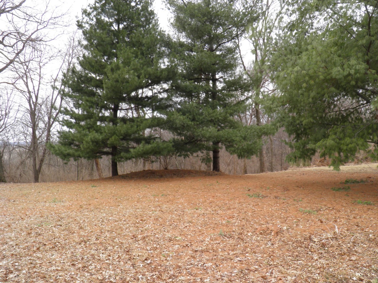 2264 Ridgeview Drive Muscatine, IA 52761 - Photo 7 of 33 a backyard of a house with large trees