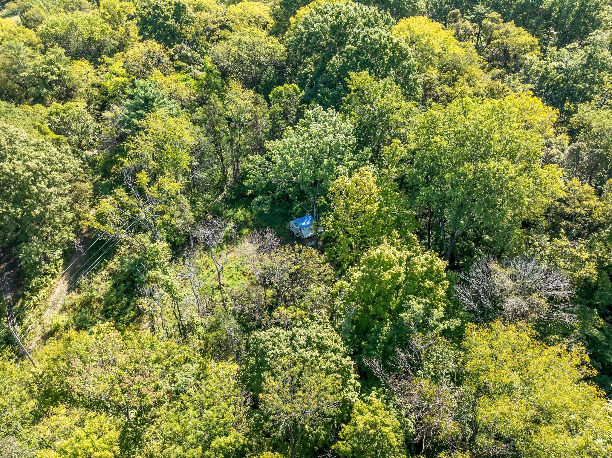 5882 Cane Ridge Road Antioch, TN 37013 - Photo 11 of 17 a view of a lush green forest