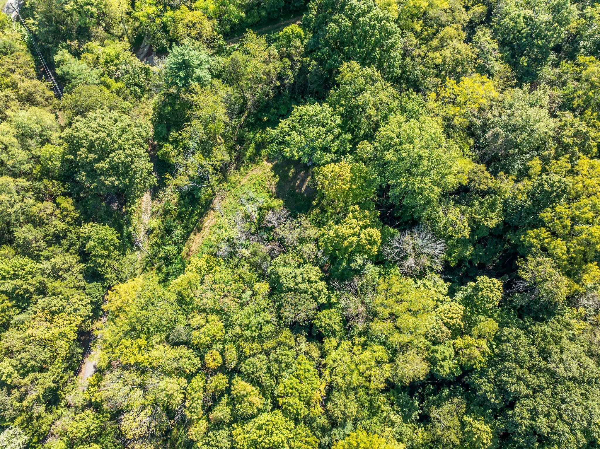 5882 Cane Ridge Road Antioch, TN 37013 - Photo 13 of 17 a view of a lush green forest with lots of trees